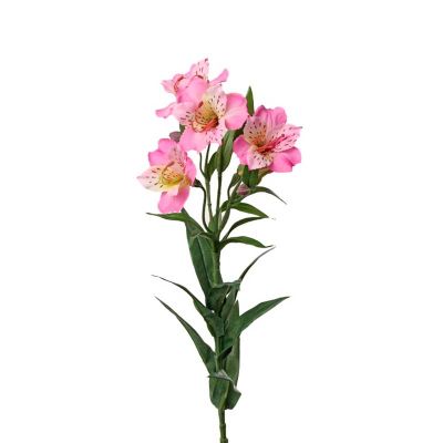 ASTROMELIA ROSADA ASTROMELIA ROSADA