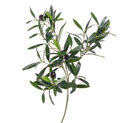 OLIVO OLIVO
