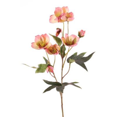ELEBORO ROSADO LARGO ELEBORO ROSADO LARGO