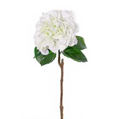 HORTENSIA BLANCA HORTENSIA BLANCA
