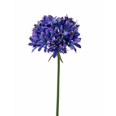 AGAPANTO AZUL AGAPANTO AZUL