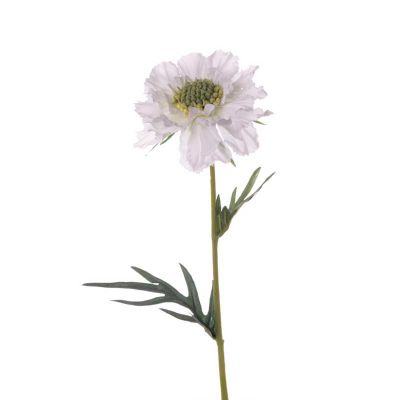 ESCABIOSA BLANCA ESCABIOSA BLANCA