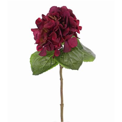 HORTENSIA BURDEO HORTENSIA BURDEO