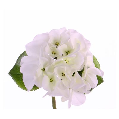 HORTENSIA BLANCA CORTA HORTENSIA BLANCA CORTA