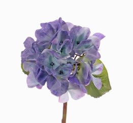 HORTENSIA AZUL LILA CORTO HORTENSIA AZUL LILA CORTO