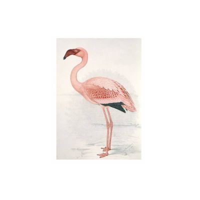 FLAMINGO FINCH DAVIES S FLAMINGO FINCH DAVIES S