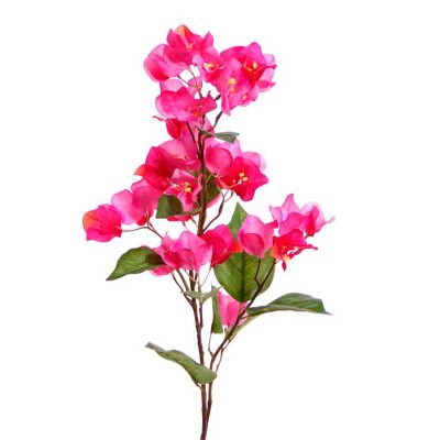 BUGANVILIA FUCSIA BUGANVILIA FUCSIA