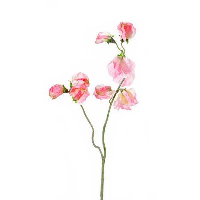 LATHYRUS ROSADO LATHYRUS ROSADO