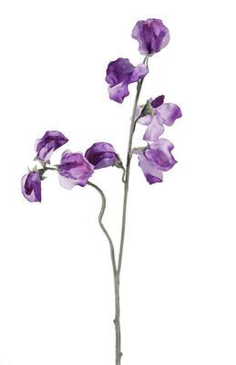 LATHYRUS MORADO LATHYRUS MORADO