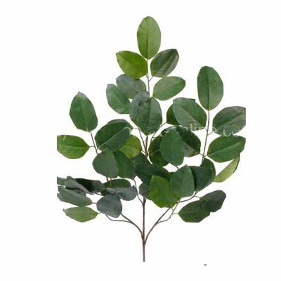 FICUS FICUS