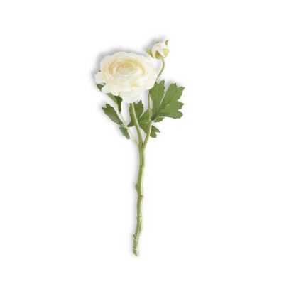 RANUNCULO BLANCO RANUNCULO BLANCO