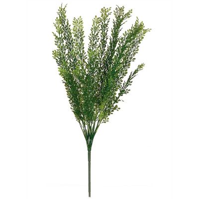 SEED GRASS SEED GRASS