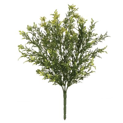 ARBUSTO BERRY ARBUSTO BERRY