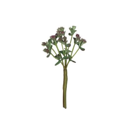 KALANCHOE KALANCHOE