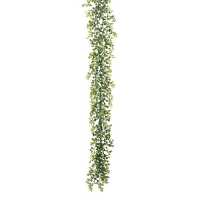 ENREDADERA CILANTRO ENREDADERA CILANTRO