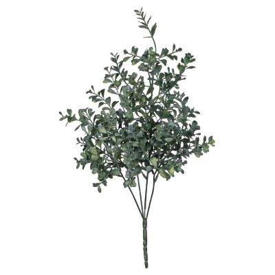 BOXWOOD BUSH BOXWOOD BUSH