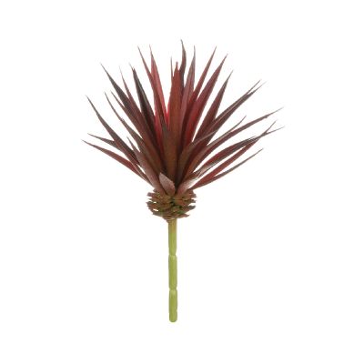 ALOE BURDEO ALOE BURDEO