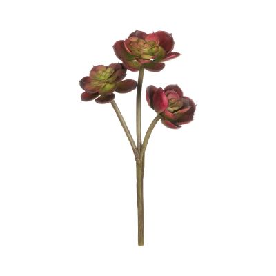 AEONIUM BURDEO AEONIUM BURDEO