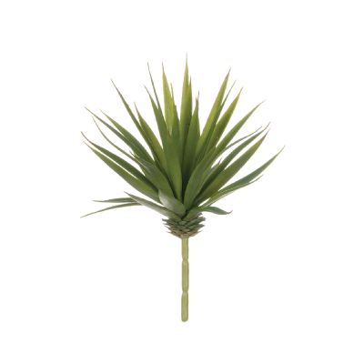 ALOE VERDE ALOE VERDE