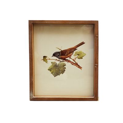 CUADRO SONG BIRD & FAUNA A CUADRO SONG BIRD & FAUNA A