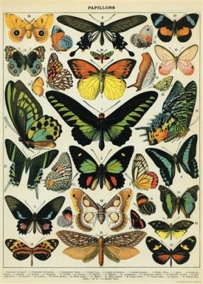 BUTTERFLIES CHART BUTTERFLIES CHART