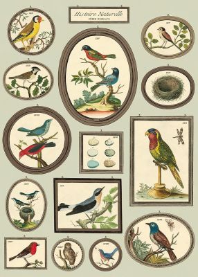 NATURAL HISTORY BIRDS NATURAL HISTORY BIRDS