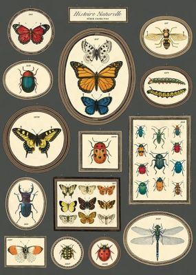 BUTTERFLIES & INSECTS BUTTERFLIES & INSECTS