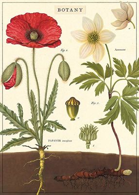 BOTANY BOTANY
