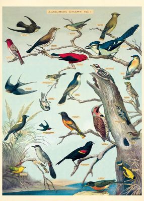AUDUBON BIRDS AUDUBON BIRDS