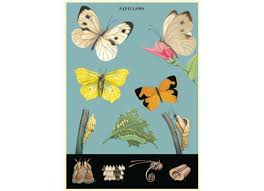 BUTTERFLIES 2 BUTTERFLIES 2
