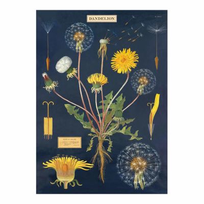 DANDELION DANDELION