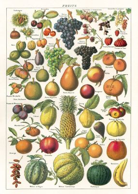 FRUIT CHART FRUIT CHART