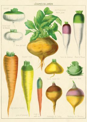 LEGUMES DU JARDIN LEGUMES DU JARDIN