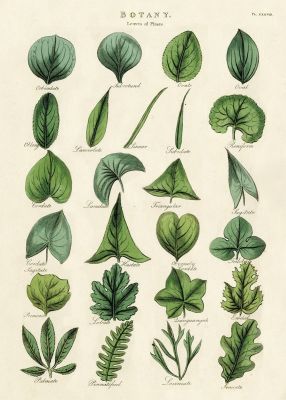 BOTANY LEAVES BOTANY LEAVES