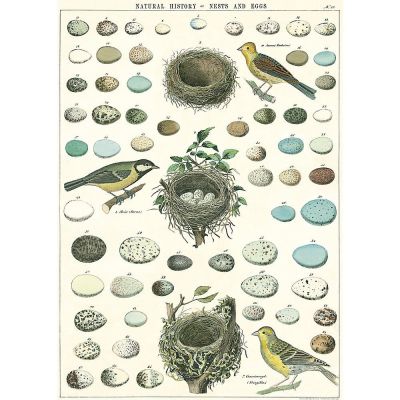 NEST, EGGS & BIRDS NEST, EGGS & BIRDS