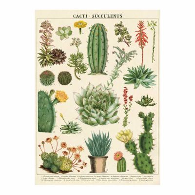 CACTI & SUCCULENTS CACTI & SUCCULENTS