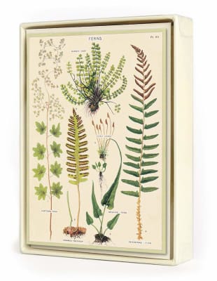 SET TARJETAS FERNS SET TARJETAS FERNS