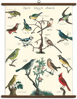 POSTER VINTAGE BIRDS POSTER VINTAGE BIRDS