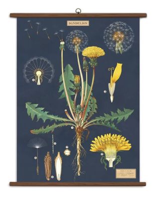 POSTER VINTAGE DANDELION POSTER VINTAGE DANDELION