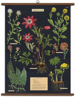 POSTER VINTAGE HERBARIUM POSTER VINTAGE HERBARIUM