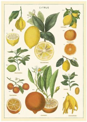 CITRUS CITRUS