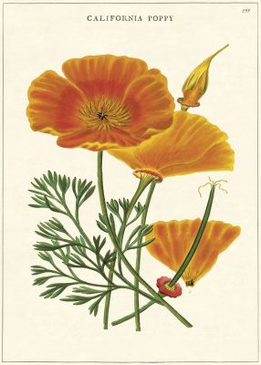 CALIFORNIA POPPY CALIFORNIA POPPY