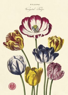 TULIPS TULIPS