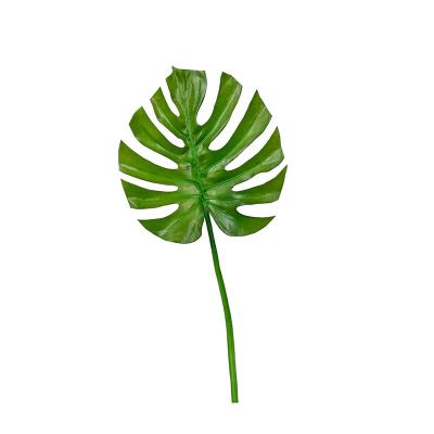 HOJA DE CERIMAN HOJA DE CERIMAN