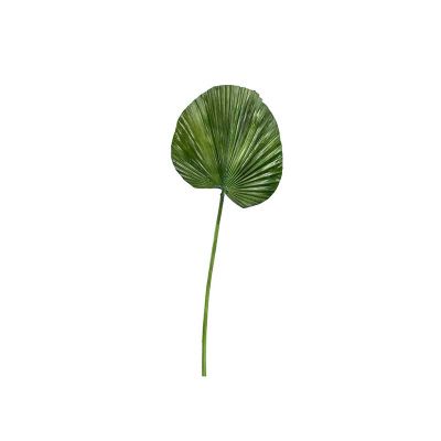 HOJA DE PALMA HOJA DE PALMA