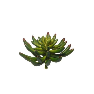 AEONIUM GREEN AEONIUM GREEN