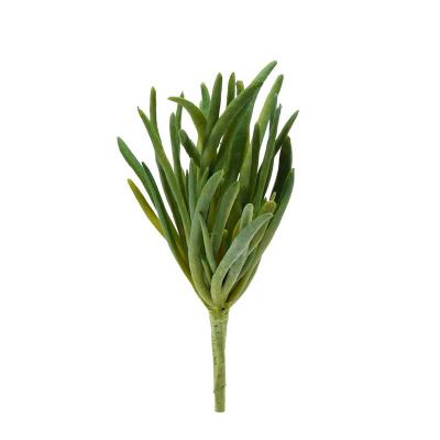 CRASSULA DEDOS CRASSULA DEDOS