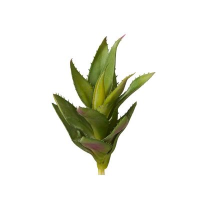 ALOE GRANDE ALOE GRANDE