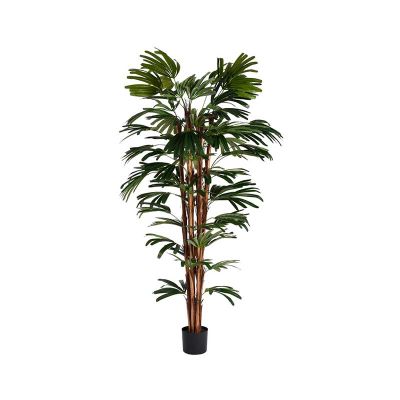 PLANTA PALMA PLANTA PALMA