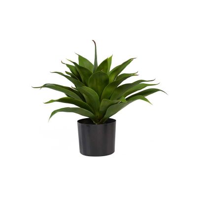 PLANTA AGAVE PLANTA AGAVE